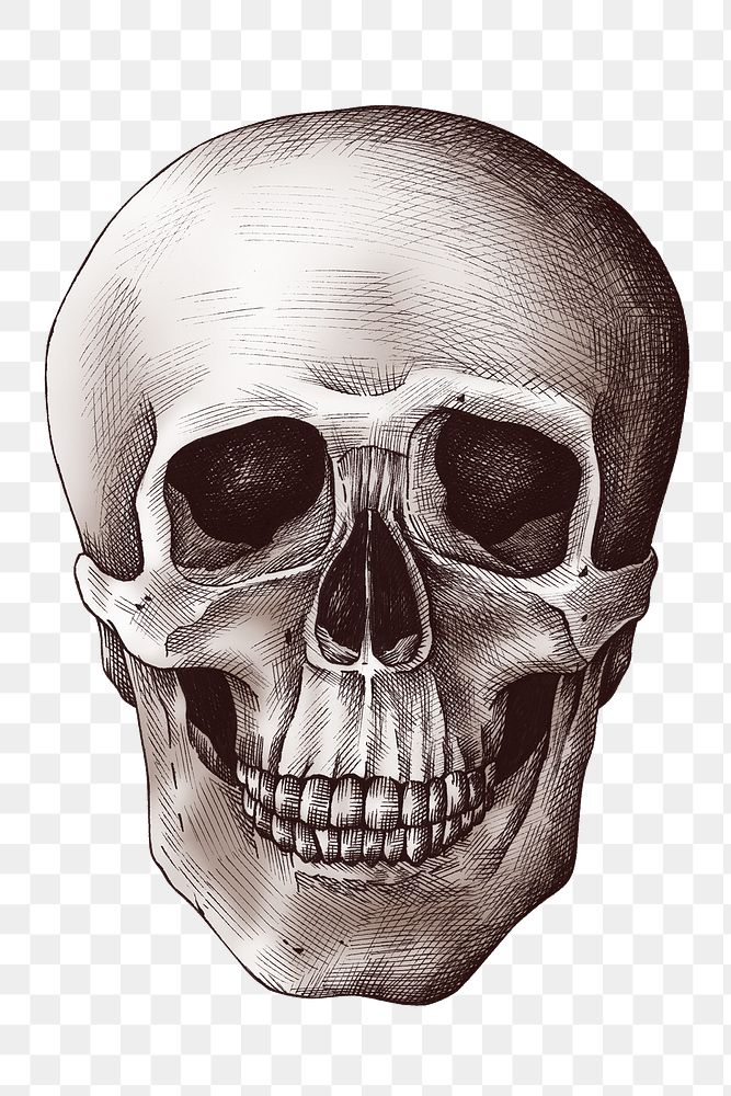 Hand drawn human skull design element