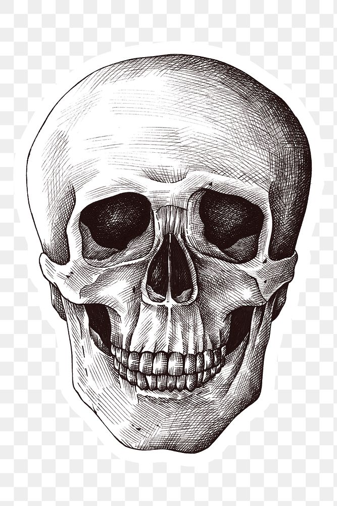 Hand drawn human skull sticker with a white border design element