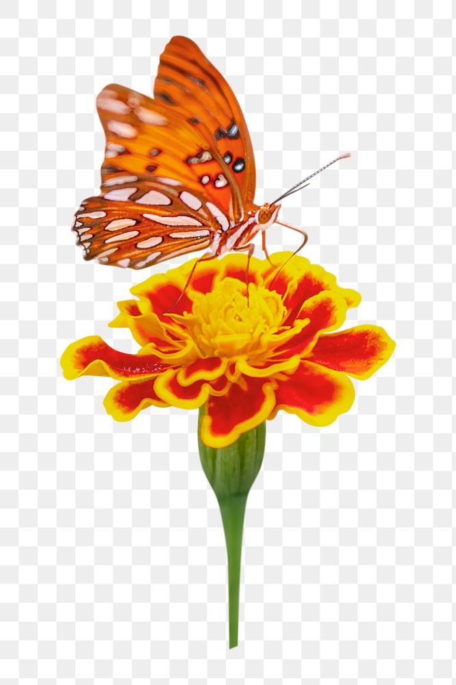 Flower png, marigold and butterfly sticker, transparent background