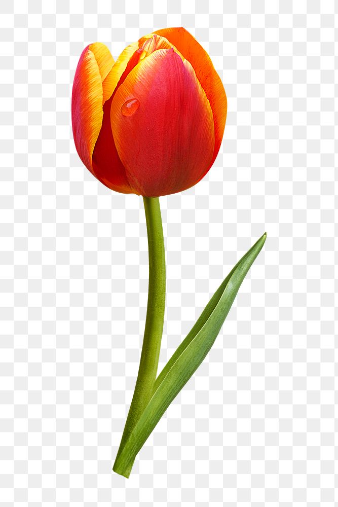 PNG two tone tulip, orange flower sticker, transparent background