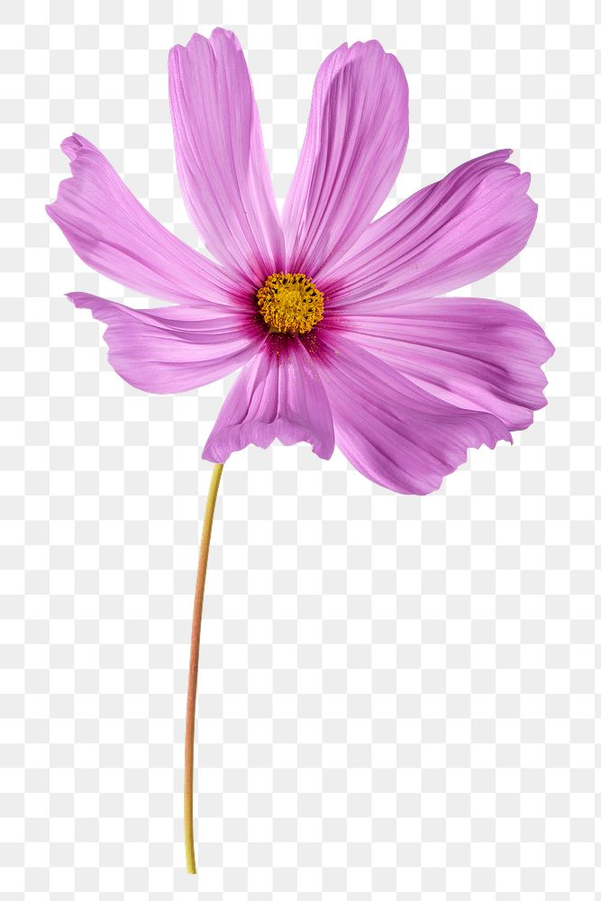 PNG pink cosmos, flower clipart, transparent background