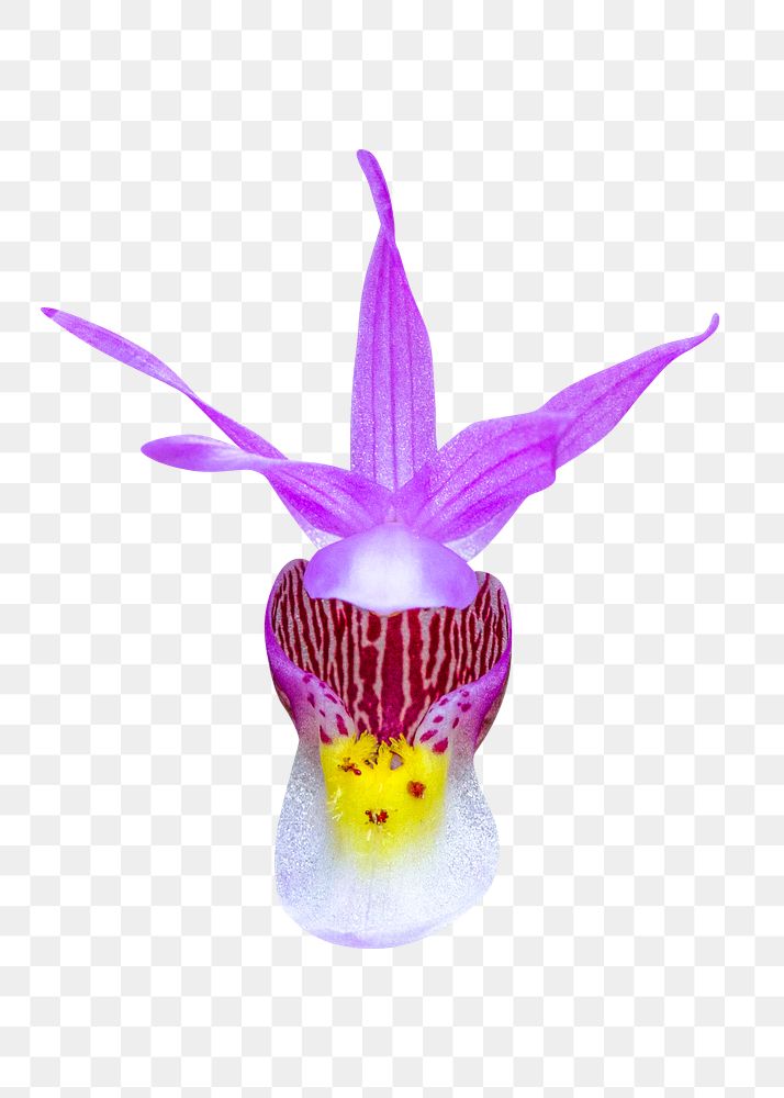 Purple flower png, calypso orchid clipart, transparent background