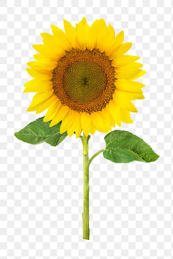 Sunflower png, flower sticker, transparent | Free PNG - rawpixel