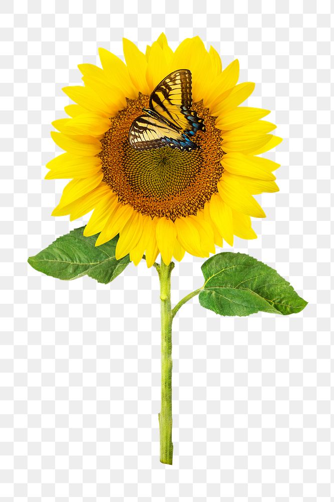 Sunflower png, yellow flower sticker, transparent background