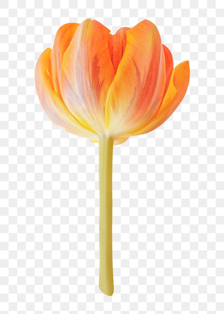 Orange tulip png, flower sticker, transparent background