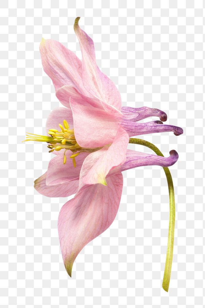 Png pink columbine flower clipart, transparent background