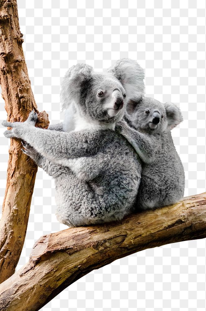 Koalas png clipart, wildlife, transparent background