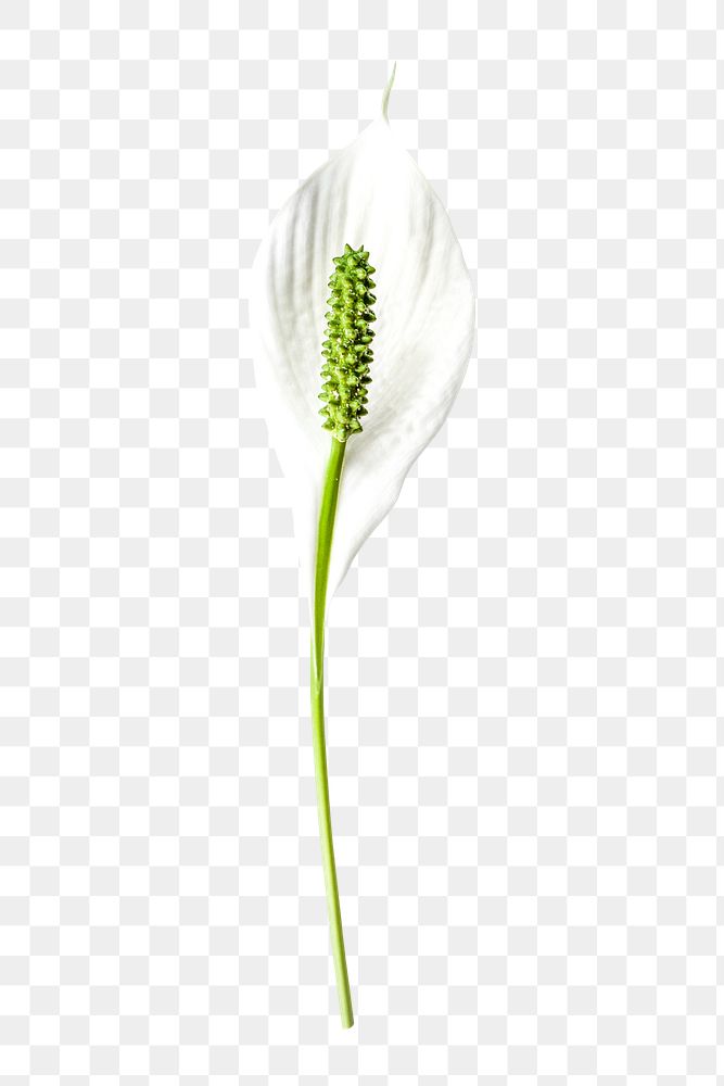 Flower png, white peace lily clipart, transparent background