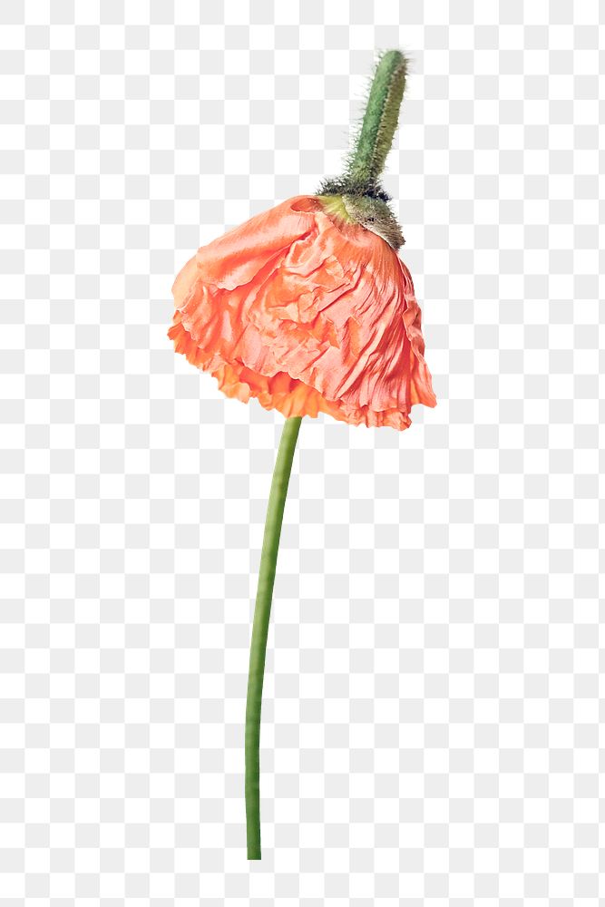 Poppy png, orange flower clipart, transparent background