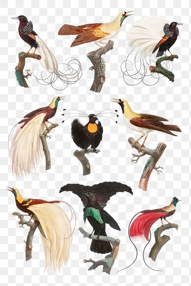 Vintage bird illustration png set | Free PNG - rawpixel