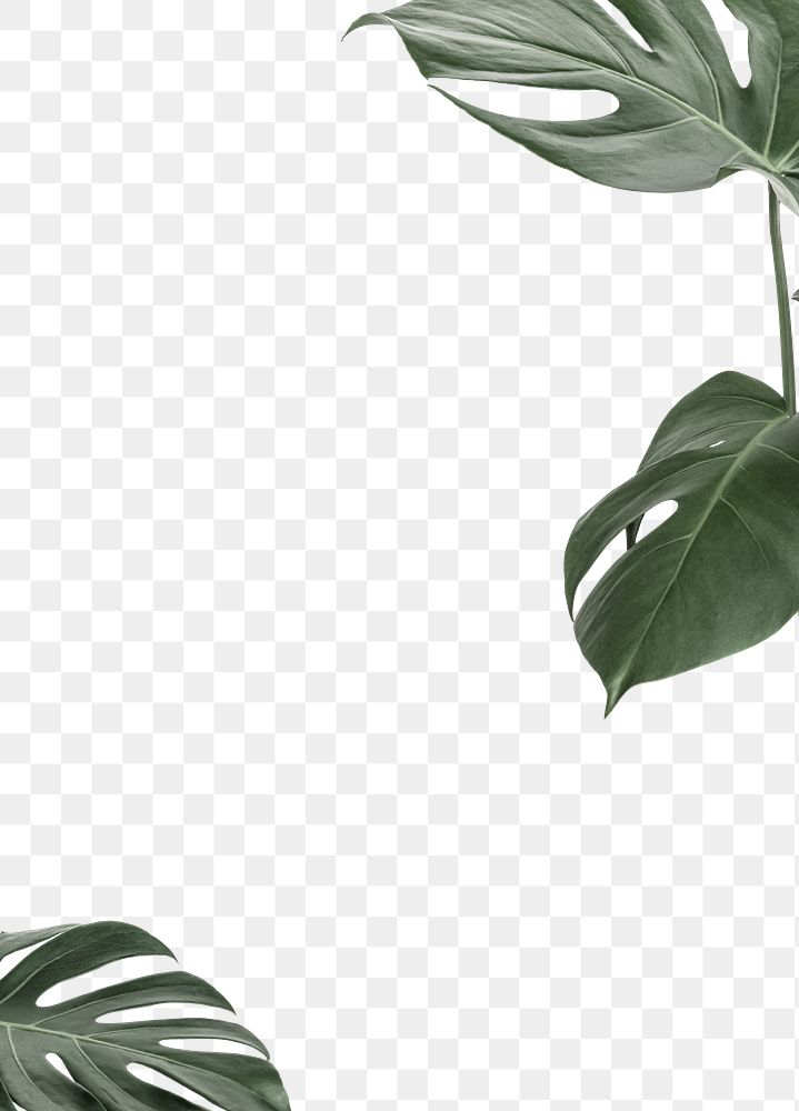 Leaf png border frame, Monstera, transparent background