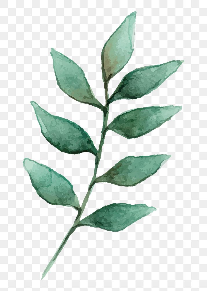 European ash png leaf sticker, watercolor botanical illustration on transparent background