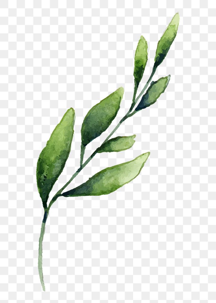 Olive branch png leaf sticker, | Premium PNG - rawpixel