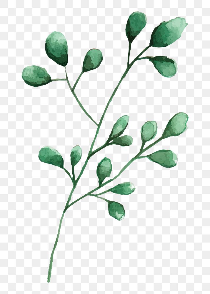 Silver dollar eucalyptus png leaf | Premium PNG - rawpixel