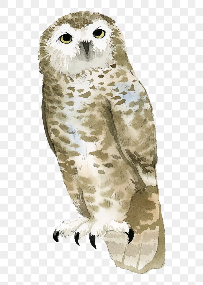 Snowy owl png clipart, watercolor bird illustration on transparent background