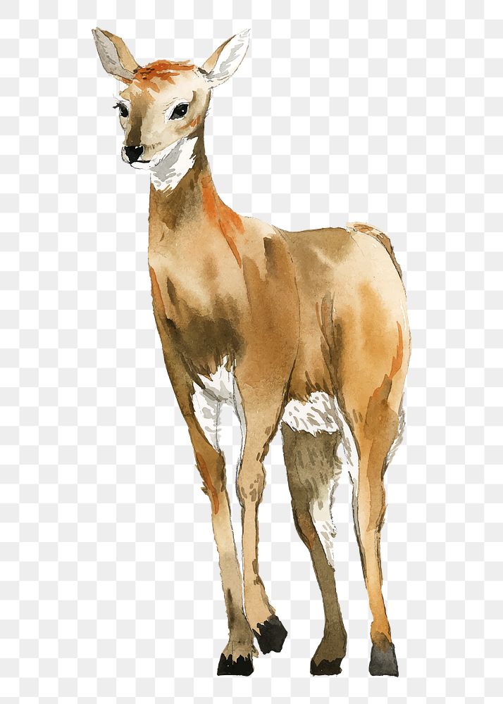 Watercolor deer png clipart, animal illustration on transparent background