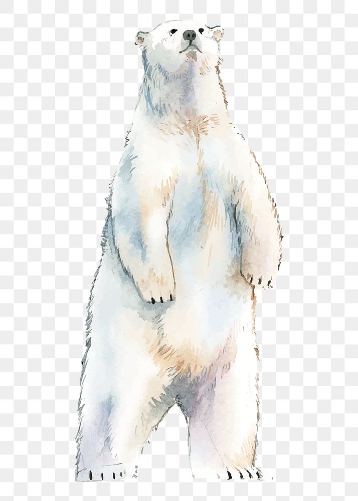 Polar bear png clipart, north pole animal illustration on transparent background
