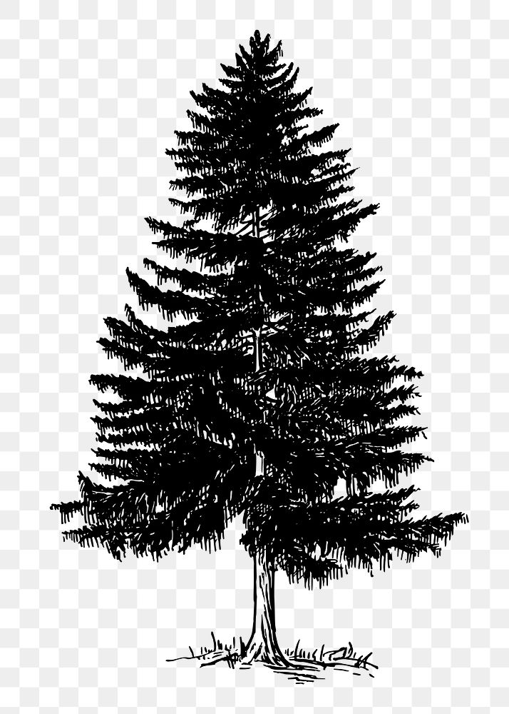 Christmas png pine tree clipart, transparent background. Free public domain CC0 graphic