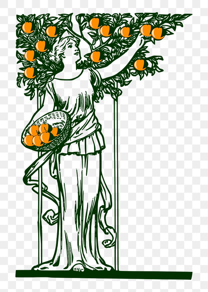 Woman picking oranges png clipart, transparent background. Free public domain CC0 graphic