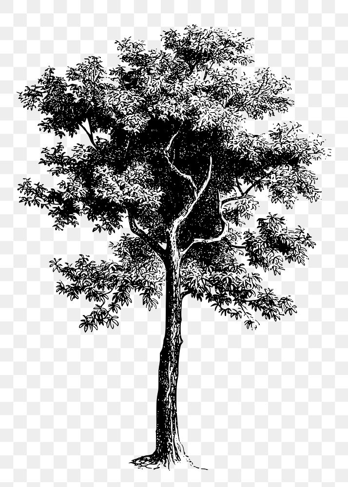 Hand drawn tree png clipart, transparent background. Free public domain CC0 graphic