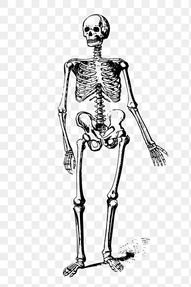 Human skeleton png clipart, anatomy illustration, transparent background. Free public domain CC0 graphic