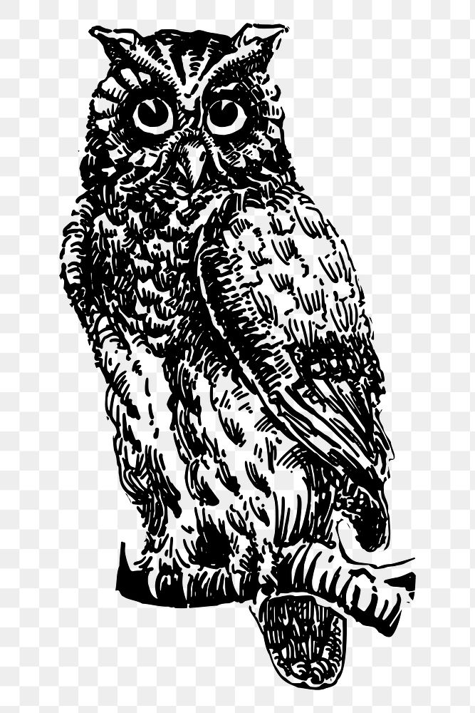 Eagle owl png sticker, vintage bird drawing on transparent background. Free public domain CC0 image.