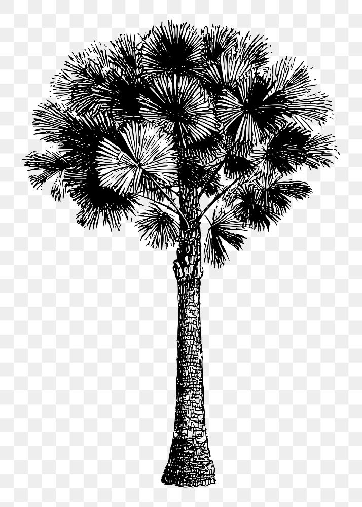 Png Australian pine tree drawing, botanical, vintage illustration, transparent background. Free public domain CC0 image.