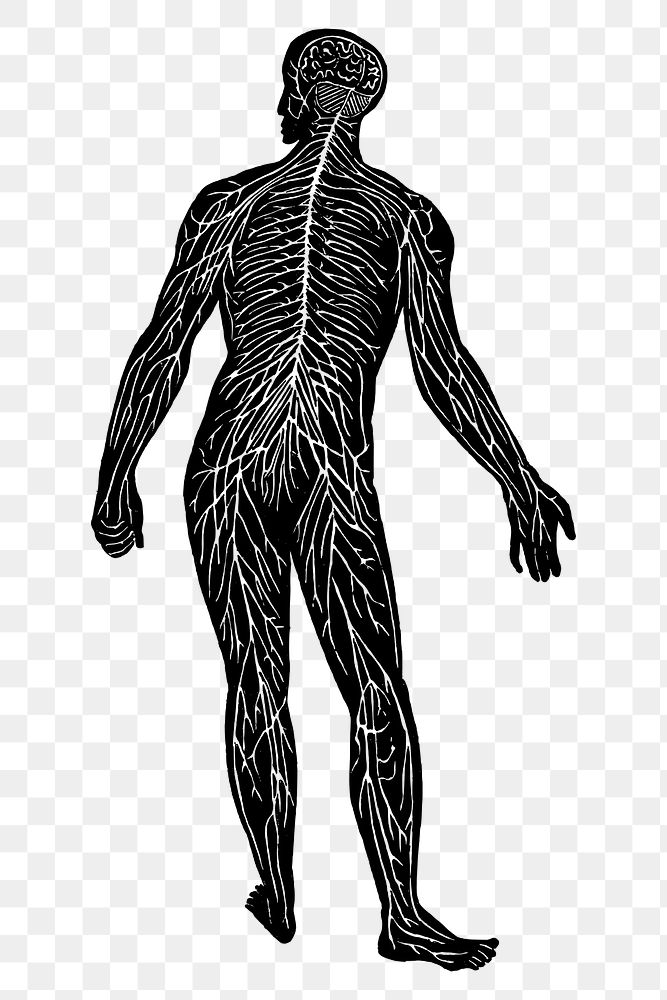 Png Human nerve system, anatomy vintage drawing, transparent background. Free public domain CC0 image.