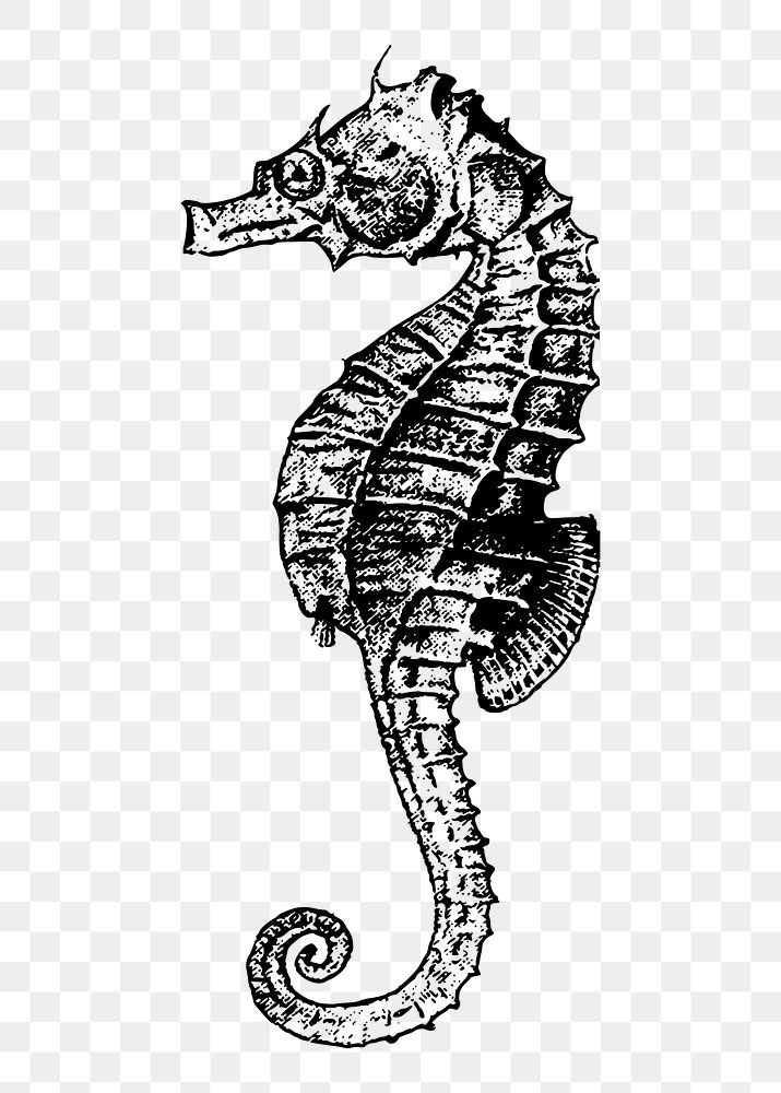 Seahorse drawing png sticker, aquatic animal illustration, transparent background. Free public domain CC0 image.