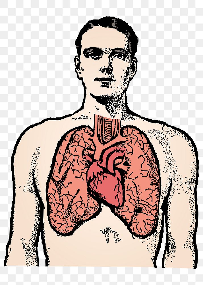 Anatomy png sticker, man and lungs illustration, transparent background. Free public domain CC0 image.