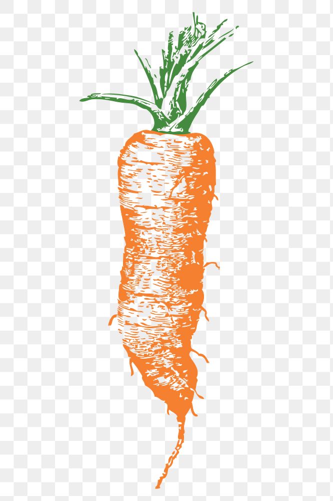 Carrot png sticker vegetable illustration, transparent background. Free public domain CC0 image.