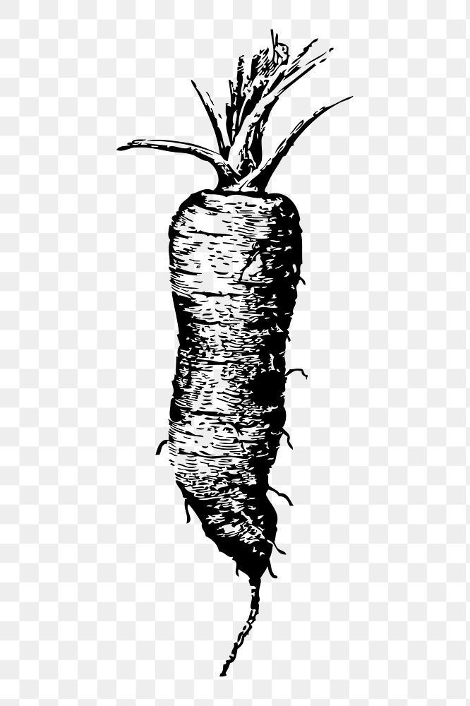 Carrot png sticker, vegetable, black and white illustration, transparent background. Free public domain CC0 image.