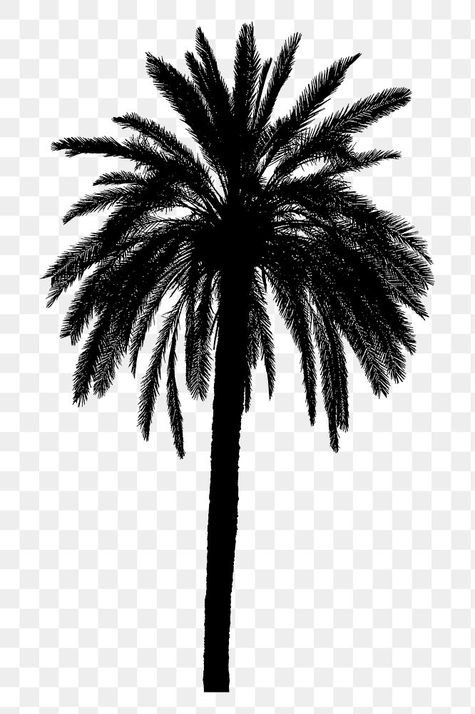 Palm tree png sticker nature silhouette, transparent background. Free public domain CC0 image.