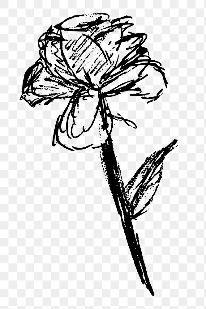 Rose sketch png sticker, flower hand drawn illustration, transparent background. Free public domain CC0 image.