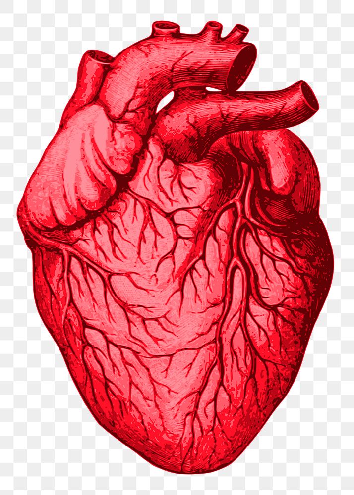 Human heart png sticker illustration, transparent background. Free public domain CC0 image.