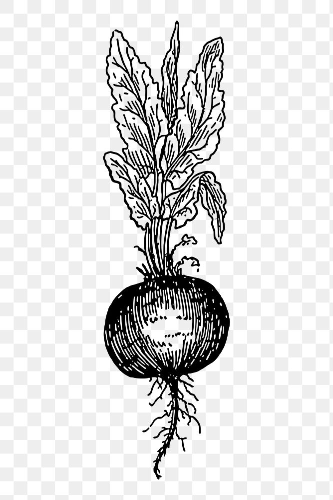 Beetroot png sticker, vintage plant illustration on transparent background. Free public domain CC0 image.