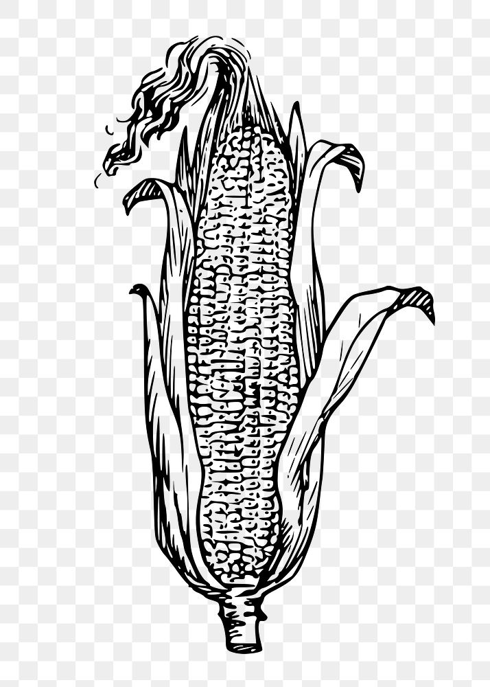 Corn png sticker, vintage vegetable illustration on transparent background. Free public domain CC0 image.