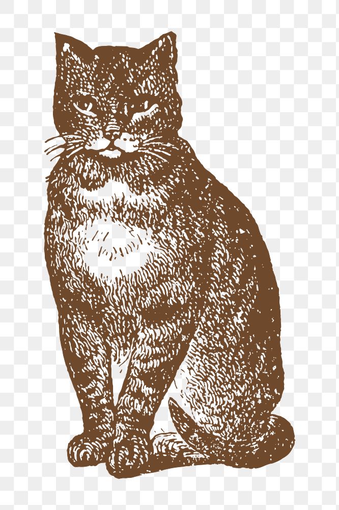 Cat png sticker, animal illustration, transparent background