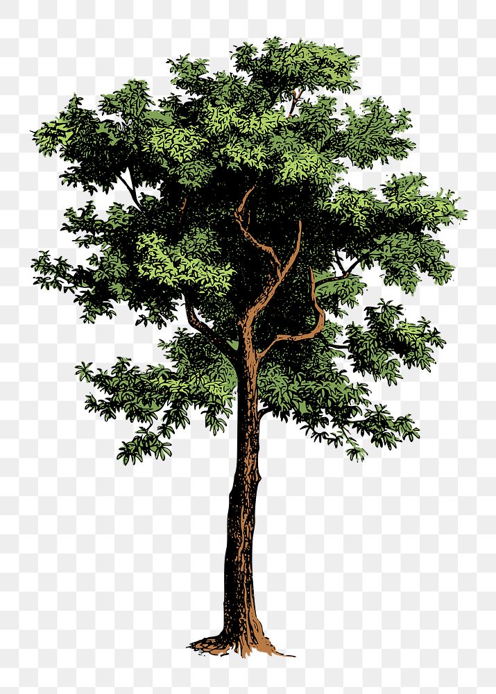 Tree png sticker, vintage nature illustration, transparent background