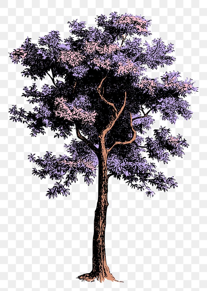 Purple tree png sticker, nature aesthetic, vintage illustration, transparent background