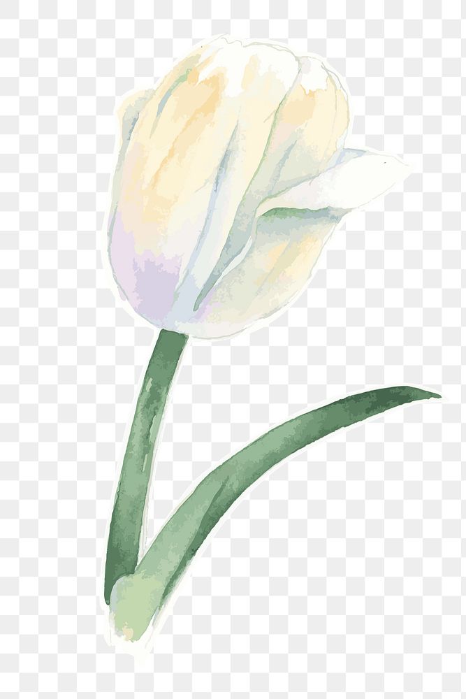 White tulip flower transparent png watercolor sticker