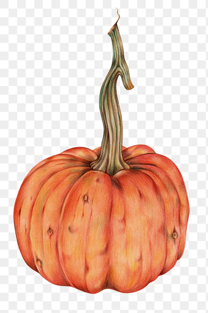 Organic raw food png pumpkin drawing illustration
