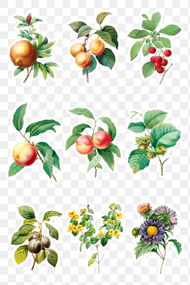 Fruit and flower sticker design element set