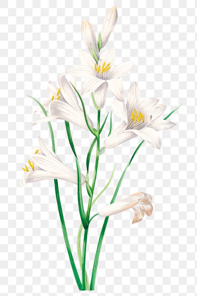 White lily flower png botanical | Premium PNG Sticker - rawpixel