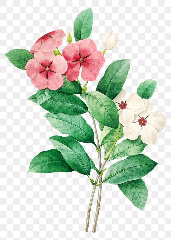 Periwinkle flower png botanical illustration, remixed from artworks by Pierre-Joseph Redout&eacute;