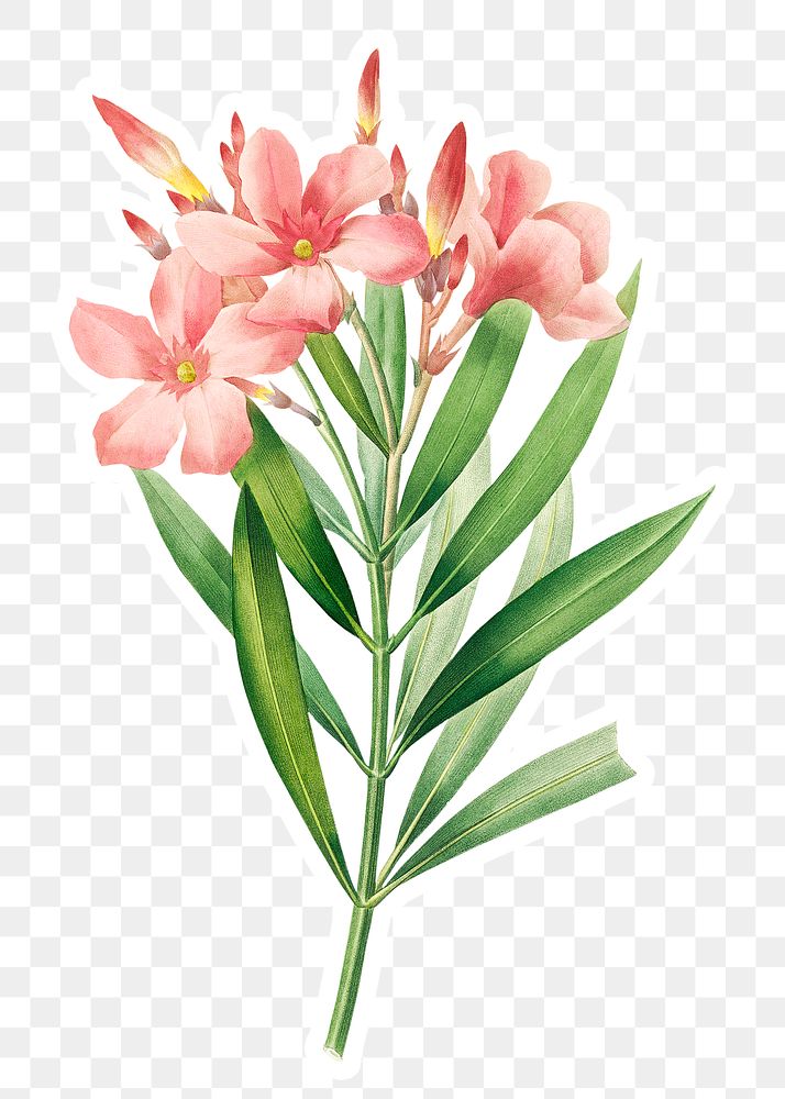 Oleander flower sticker overlay design | Premium PNG Sticker - rawpixel