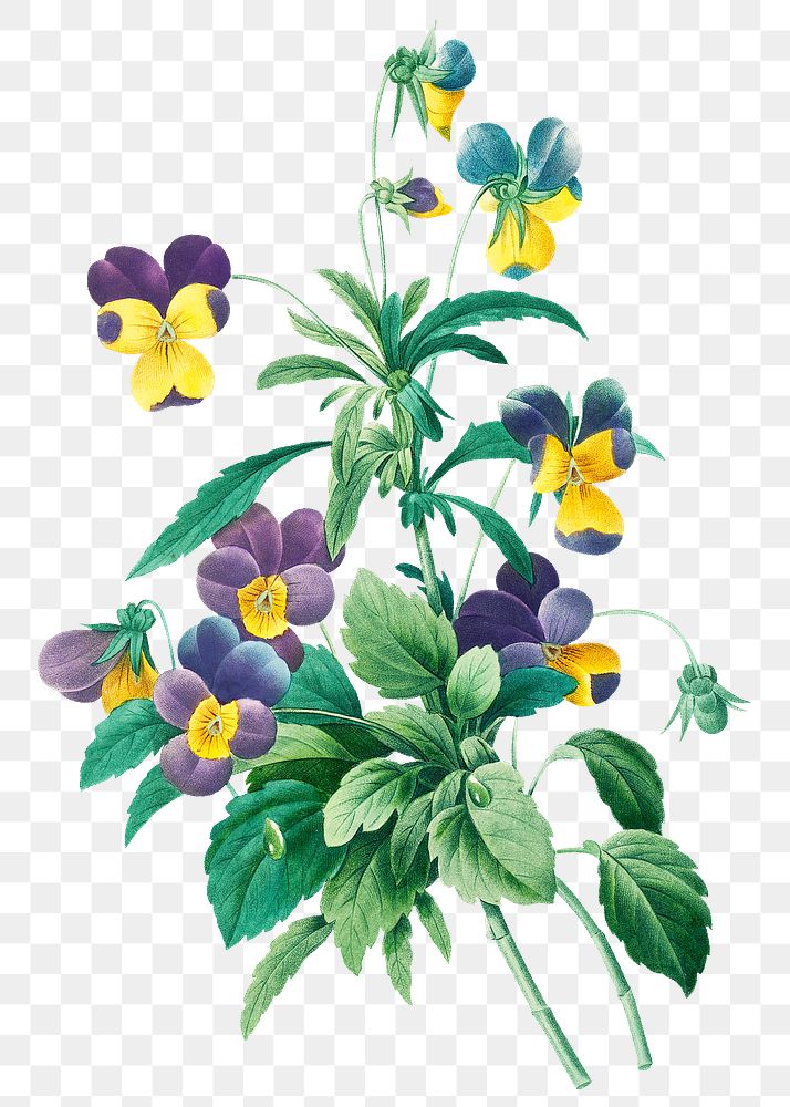 Wild pansy flower png botanical | Premium PNG Sticker - rawpixel