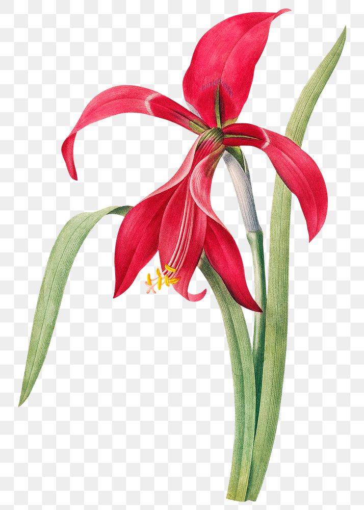 Amaryllis flower png botanical illustration, remixed from artworks by Pierre-Joseph Redout&eacute;