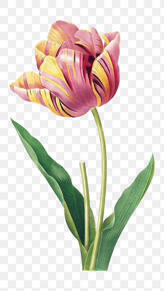 Tulip flower png botanical illustration, remixed from artworks by Pierre-Joseph Redout&eacute;