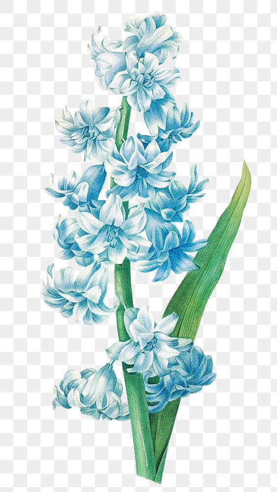 Blue hyacinth flower png botanical illustration, remixed from artworks by Pierre-Joseph Redout&eacute;